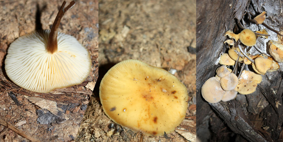 Famiglie della legnaia