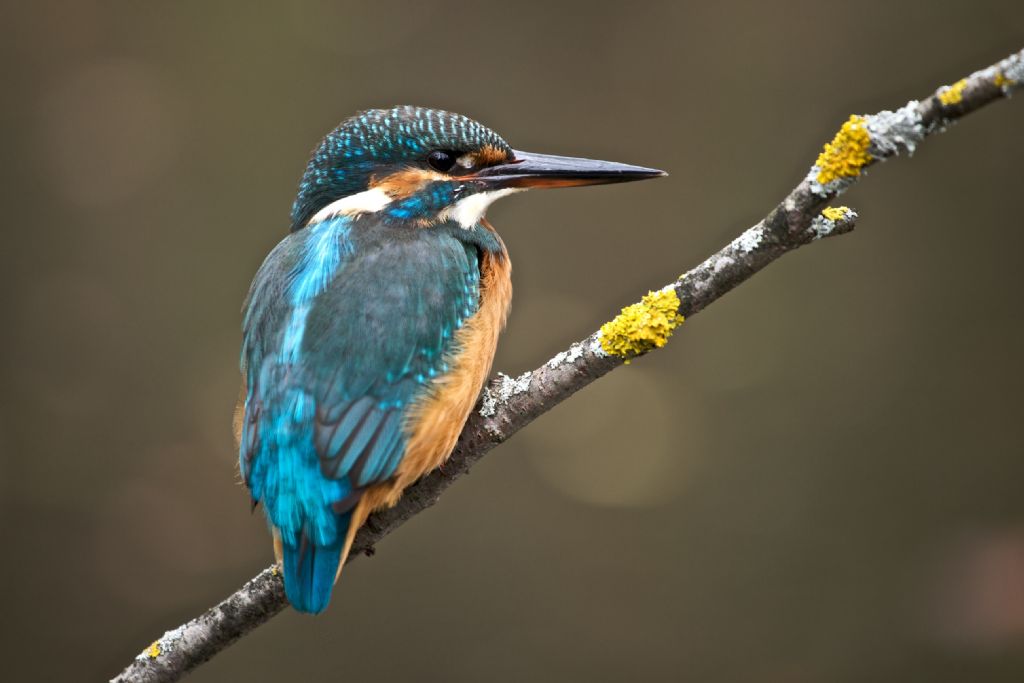 Alcedo