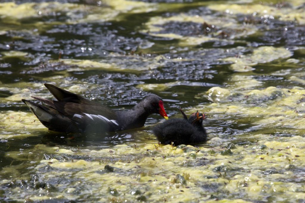 Gallinella d'' acqua