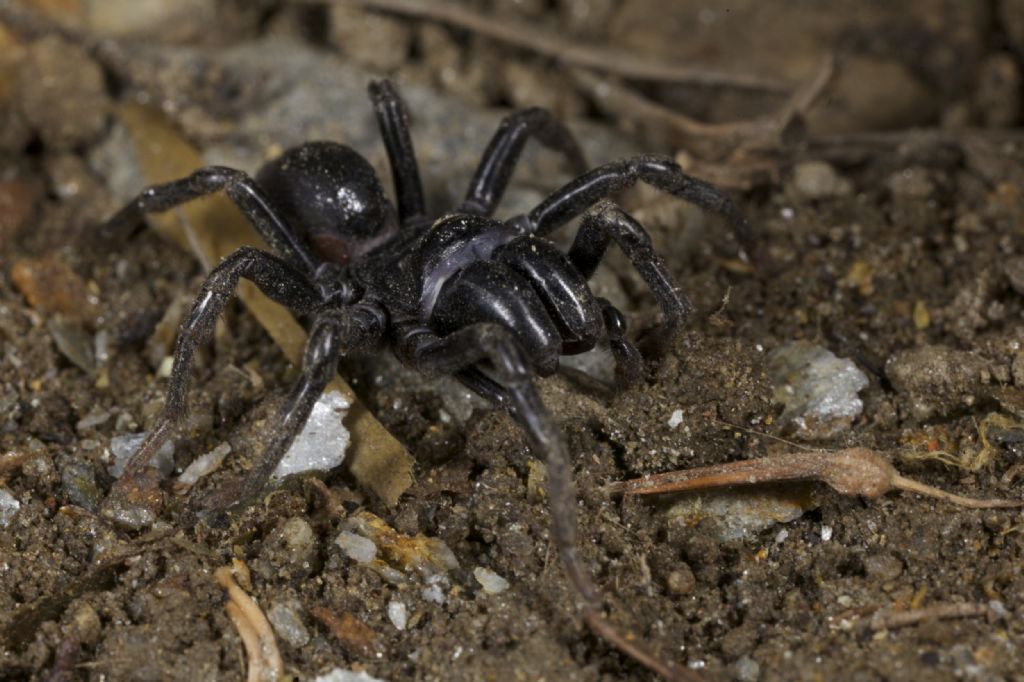 Atypus sp. - Bressanone (BZ)