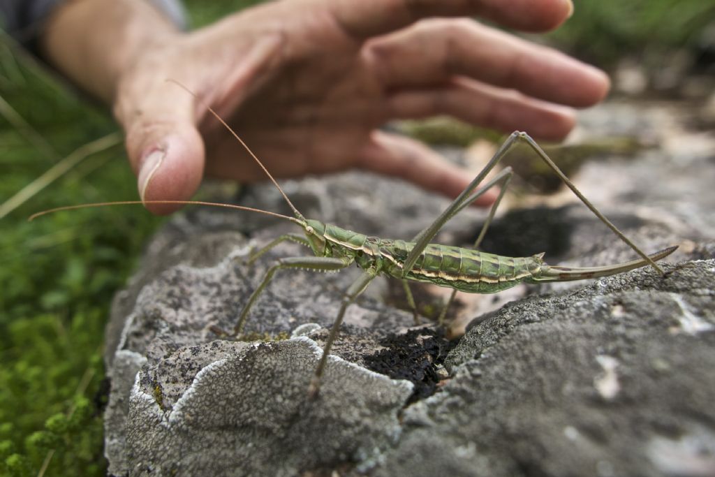 Saga pedo (Tettigoniidae)