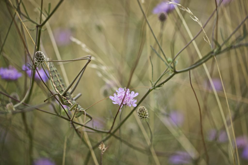 Saga pedo (Tettigoniidae)