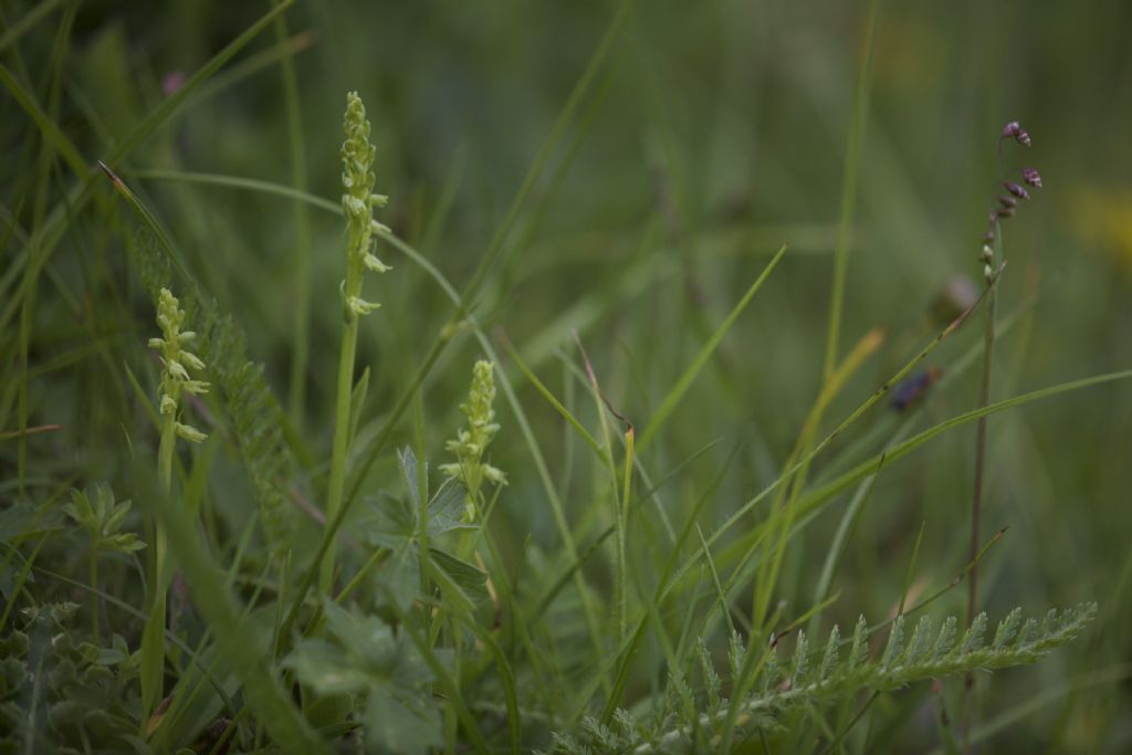 Herminium monorchis