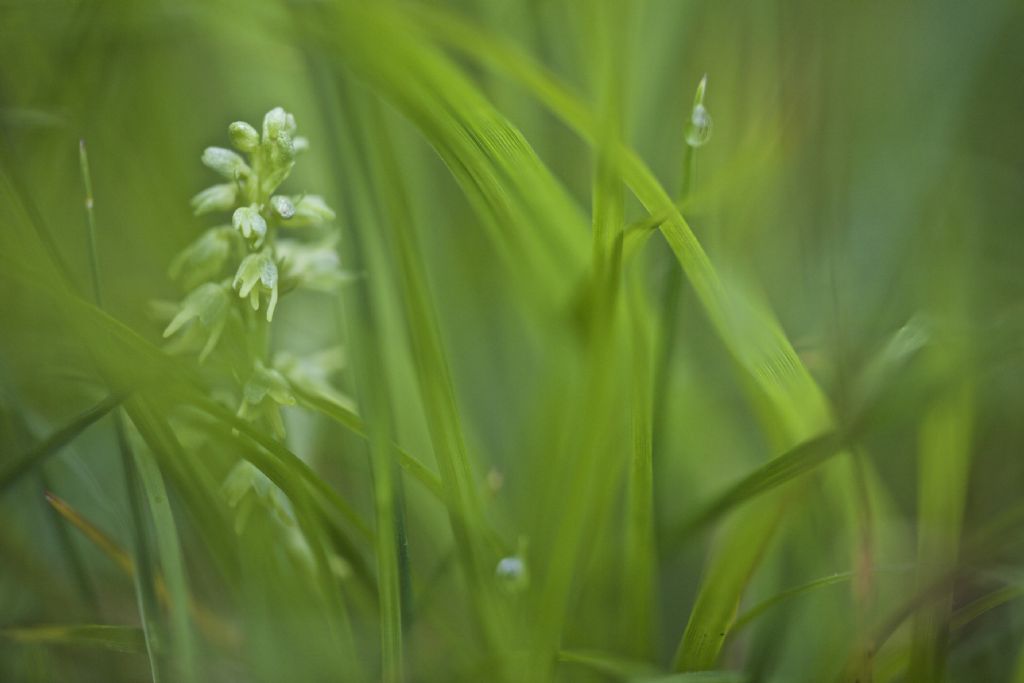 Herminium monorchis