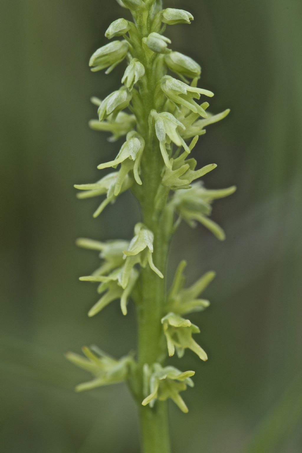 Herminium monorchis