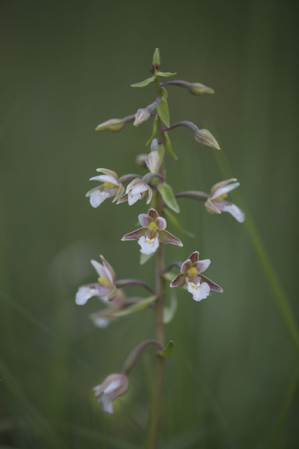 Epipactis palustris