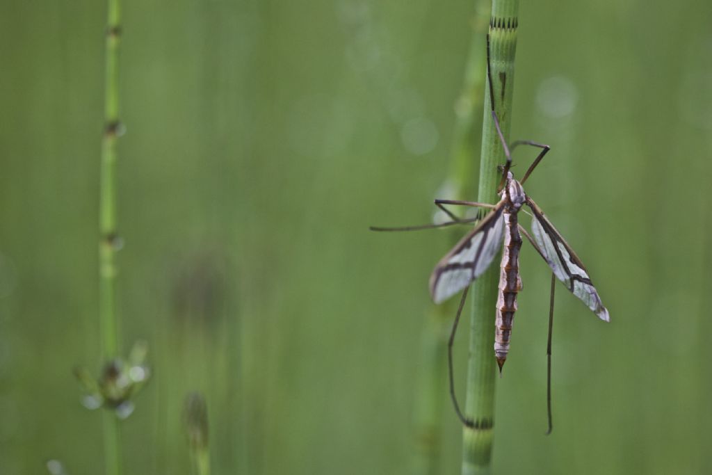 femmina di Pedicia rivosa  (Pediciidae)