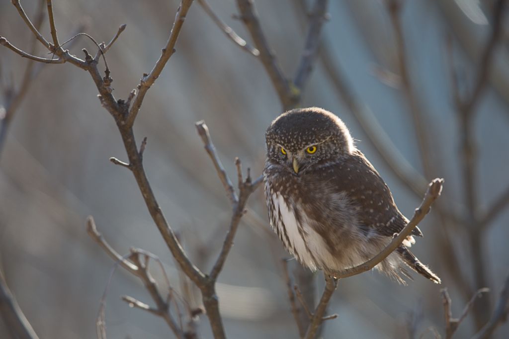 Glaucidium