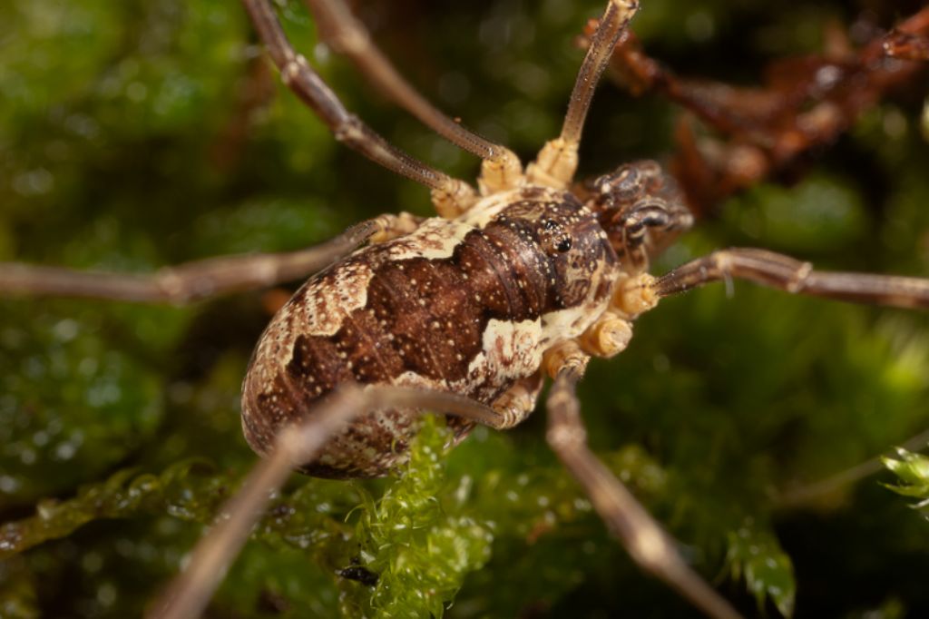 Mitopus morio (Phalangiidae)