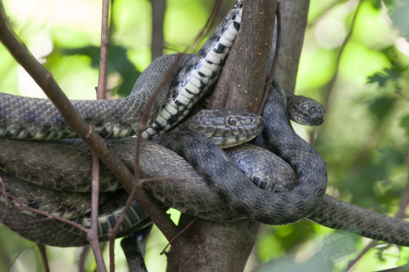 Natrix tessellata