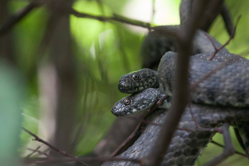 Natrix tessellata