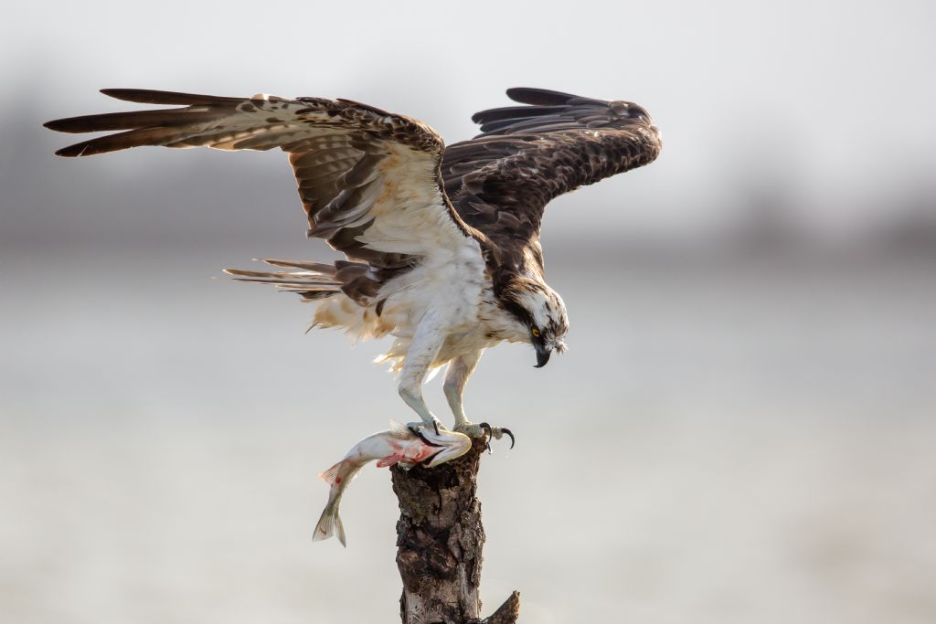 Falco pescatore (Pandion haliaetus)