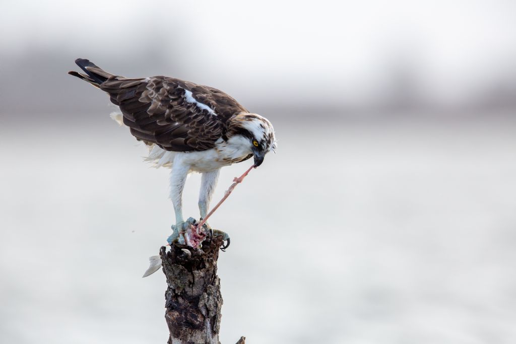 Falco pescatore (Pandion haliaetus)