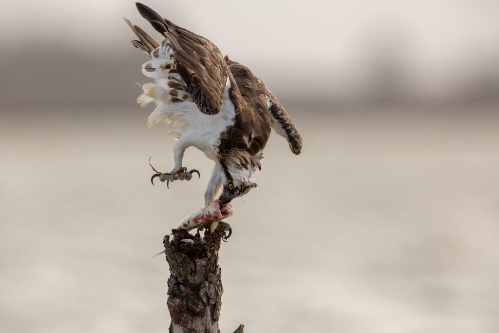 Falco pescatore (Pandion haliaetus)