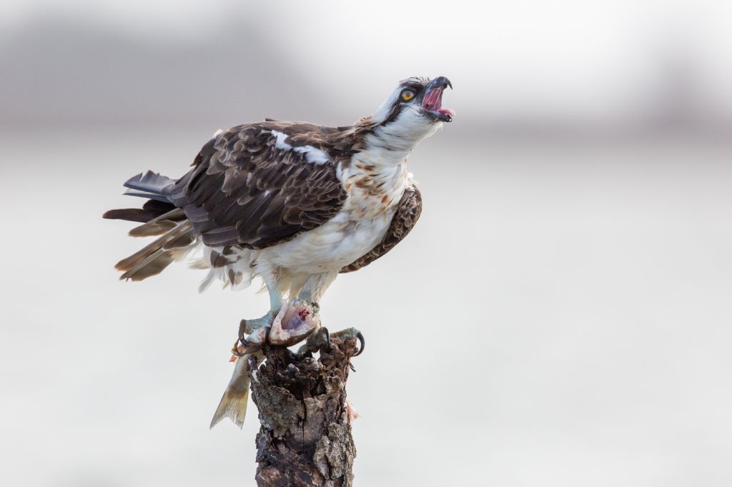 Falco pescatore (Pandion haliaetus)