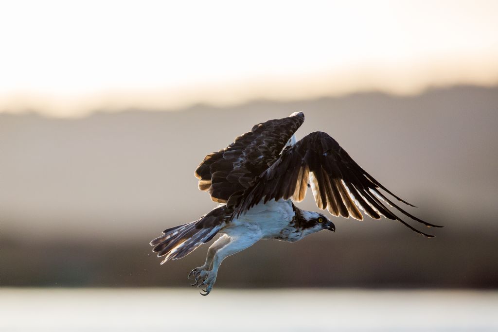 Falco pescatore (Pandion haliaetus)
