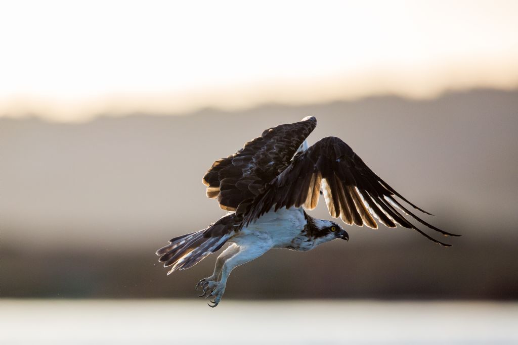 Falco pescatore (Pandion haliaetus)