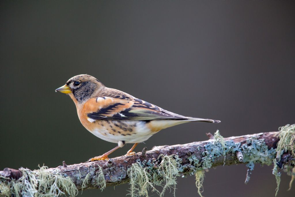 Peppole ( Fringilla montifringilla ) a centinaia nella nebbia