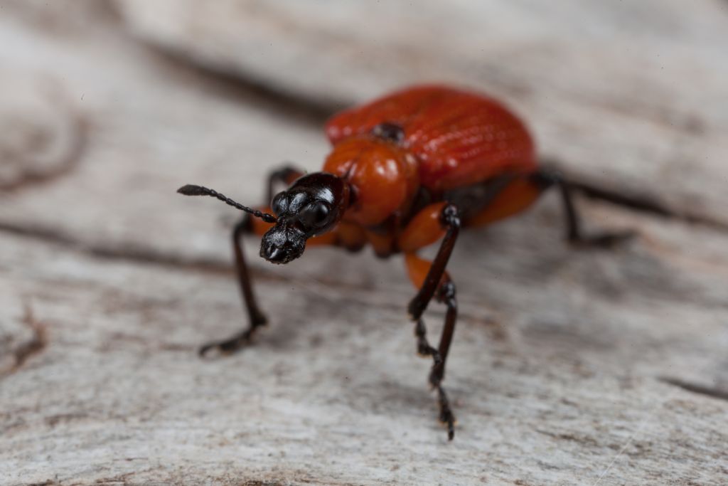 Apoderus coryli - Apoderinae