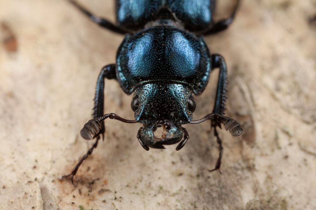 Lucanidae: Platycerus caprea