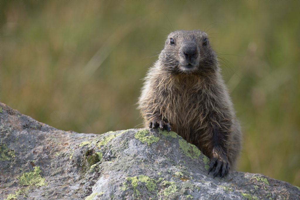 Marmotta