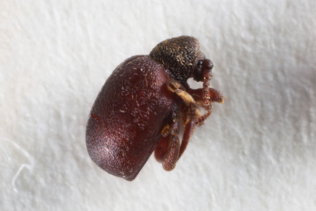 Anobiidae Ptininae: Sphaericus pinguis (= gibbioides)