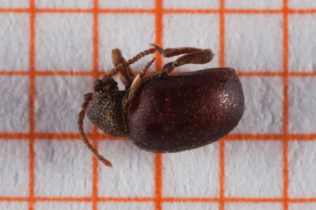 Anobiidae Ptininae: Sphaericus pinguis (= gibbioides)