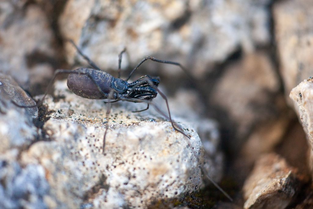 Ischyropsalis sp. - Ischyropsalididae