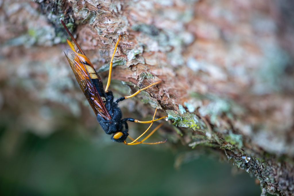 Sirex oppure Urocerus? Urocerus gigas ♀