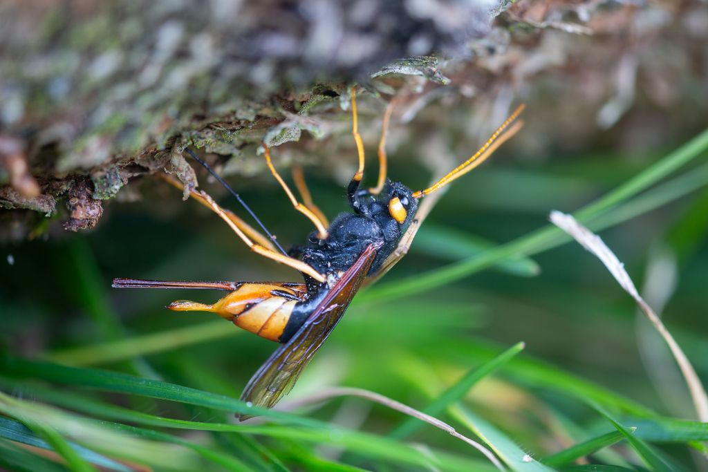 Sirex oppure Urocerus? Urocerus gigas ♀