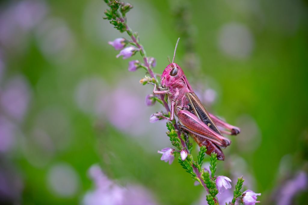 Omocestus viridulus