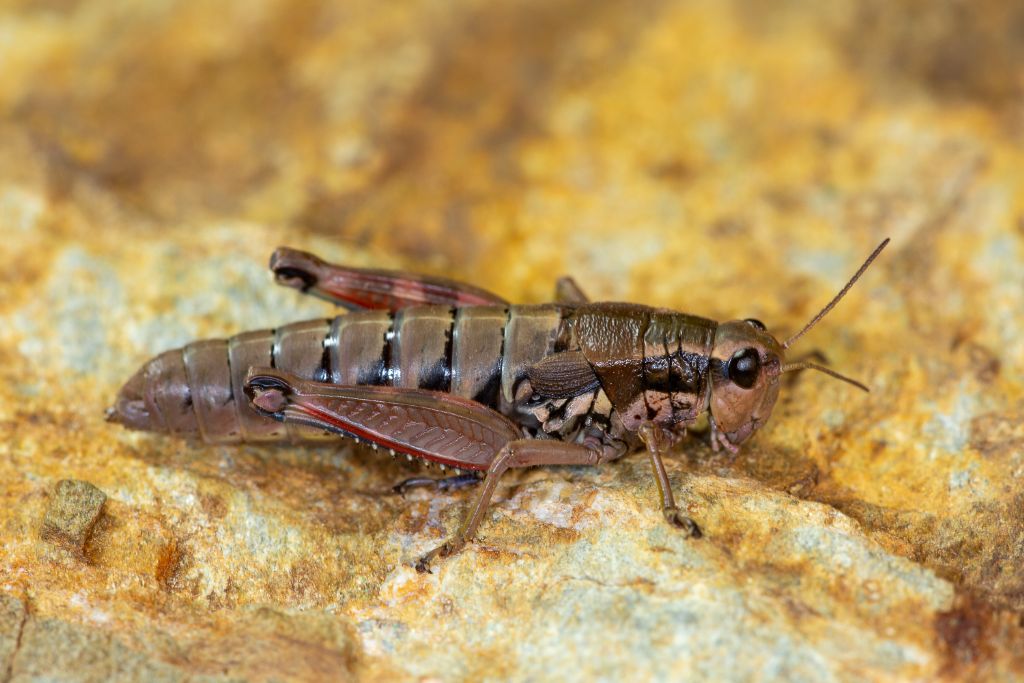 Podisma pedestris