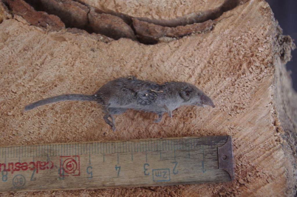 Mustiolo?   No, Crocidura sp.
