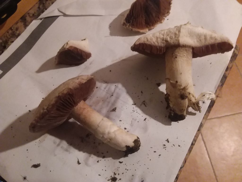 Agaricus?