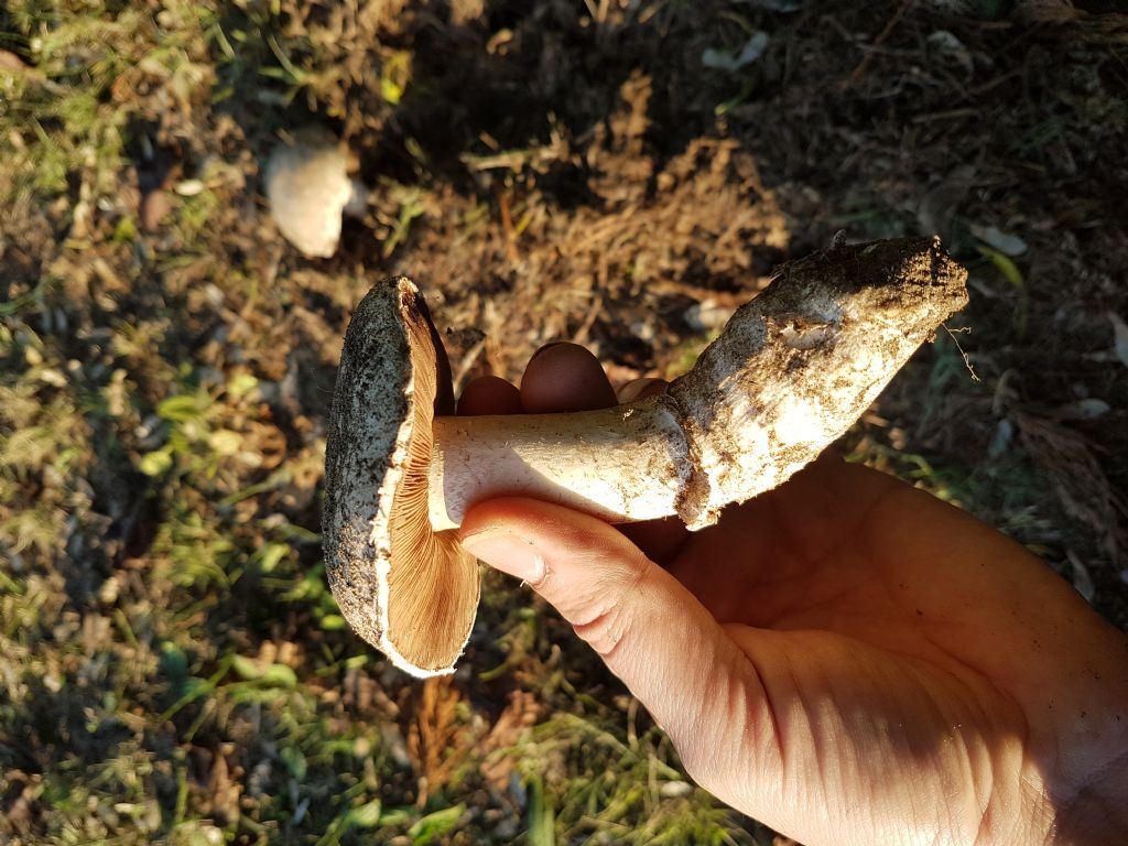 Agaricus?