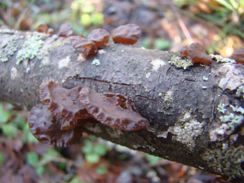 9) Fotogr. il 7.01.2014. sotto Quercia