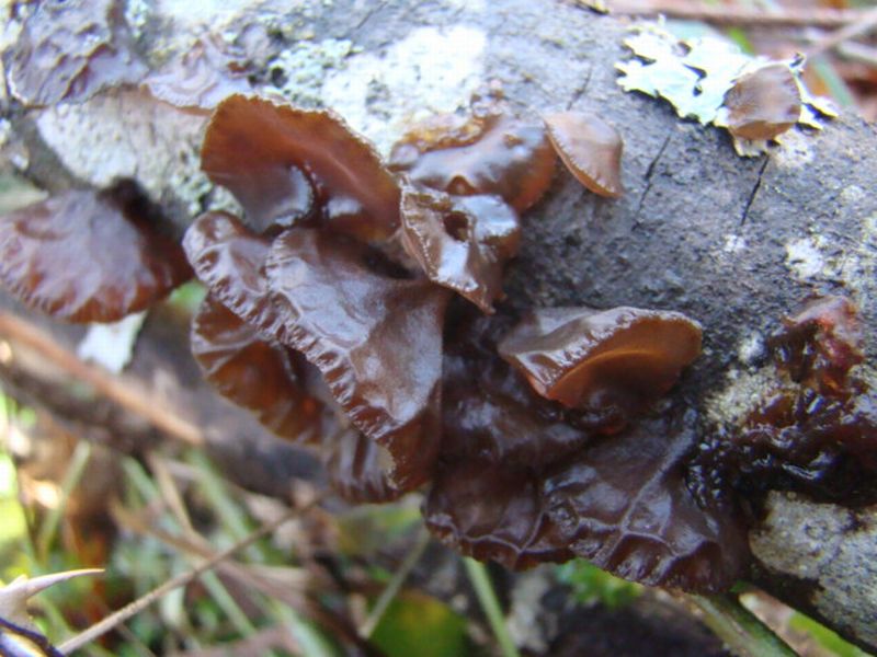 9) Fotogr. il 7.01.2014. sotto Quercia