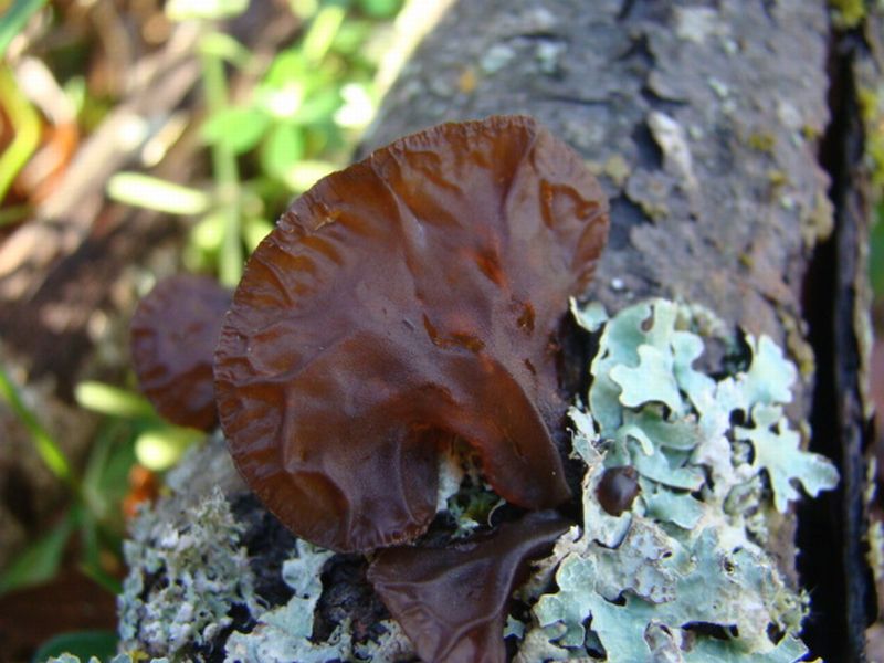 9) Fotogr. il 7.01.2014. sotto Quercia