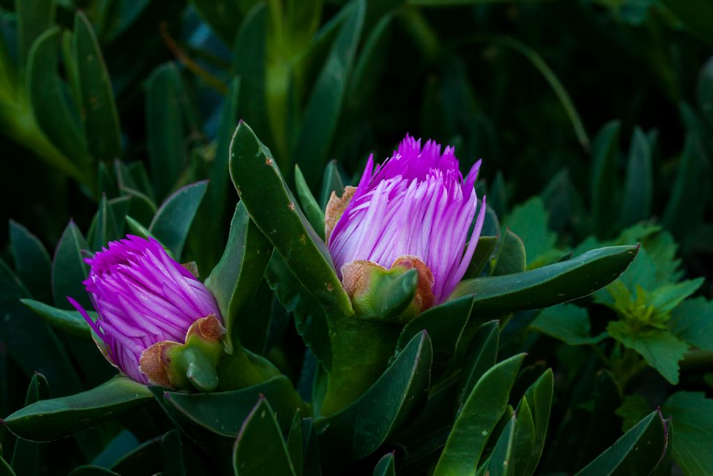 Carpobrotus acinaciformis / Fico degli Ottentotti comune