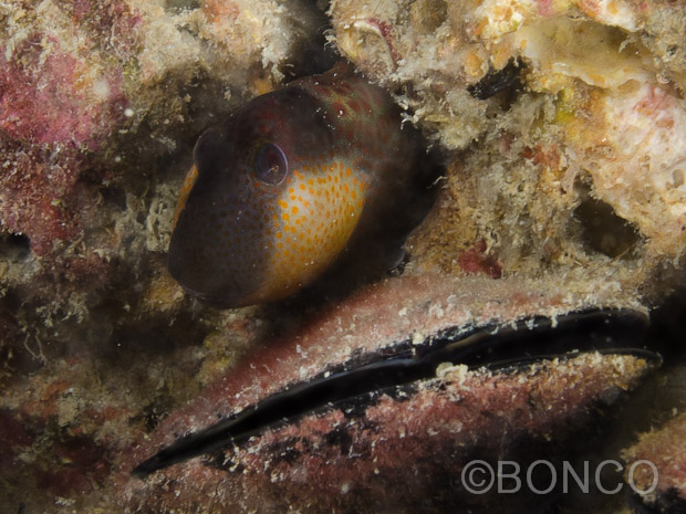 Lipophrys canevae e Parablennius zvonimiri dal Conero