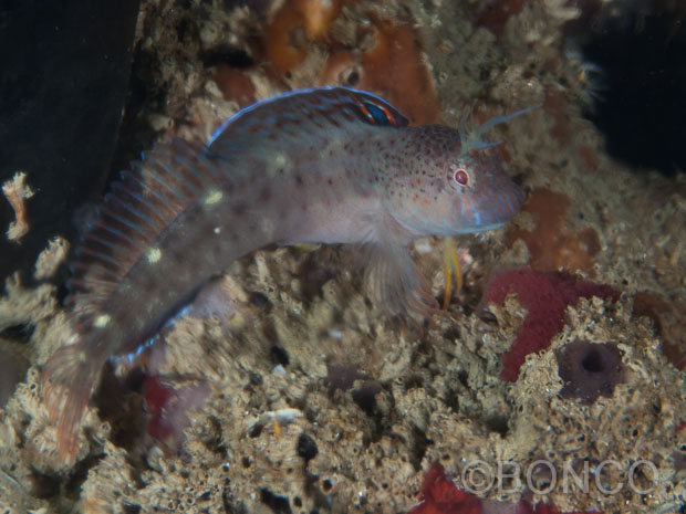 Lipophrys canevae e Parablennius zvonimiri dal Conero