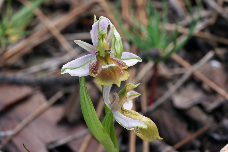 Ophrys lucis (Kalteisen & HR Reinhard) HF Paulus & Gack