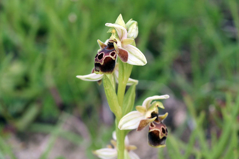 Ophrys umbilicata Desf.