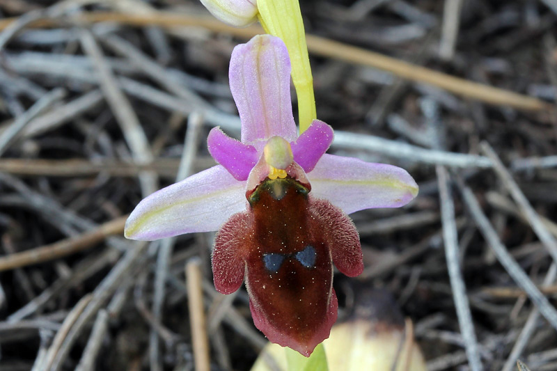 Ophrys lucis (Kalteisen & HR Reinhard) HF Paulus & Gack