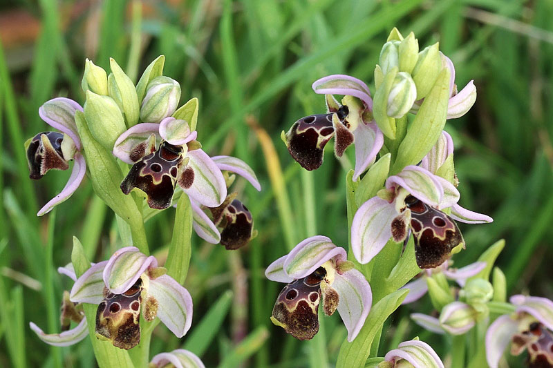 Ophrys umbilicata Desf.