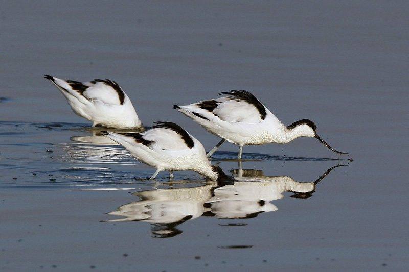 Avocetta (Recurvirostra avosetta)