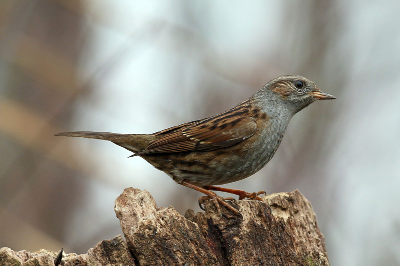 Passera scopaiola (Prunella modularis)