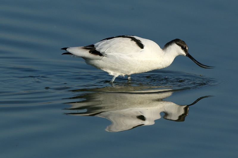 Avocetta (Recurvirostra avosetta)