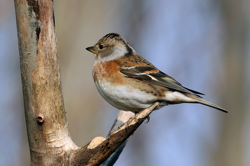 Peppola (Fringilla montifringilla)