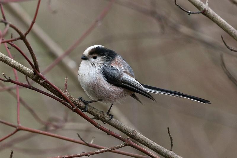 Codibugnolo (Aegithalos caudatus)